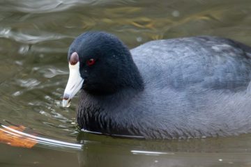 American Coot