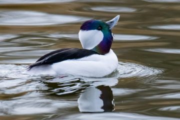 Bufflehead