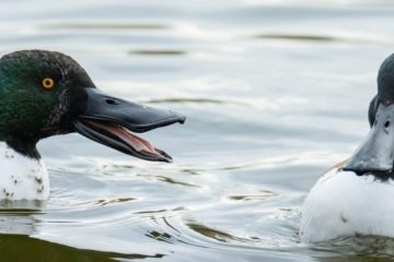 Northern Shoveler