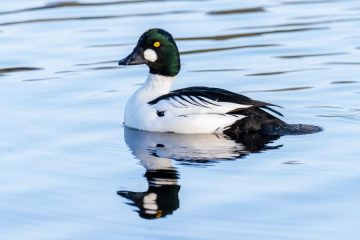 Common Golden Eye