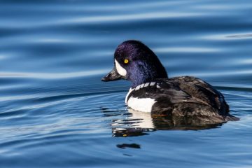 Barrow Goldeneye