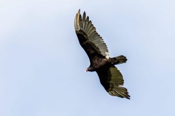 Turkey Vulture