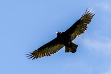 Turkey Vulture