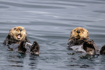 Sea Otters