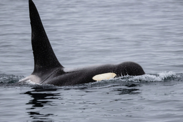 Orca (Killer Whale)