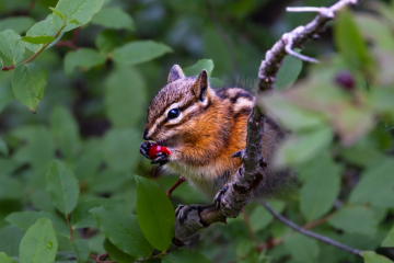 Chipmunk