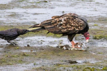 A raven is trolling a Vulture