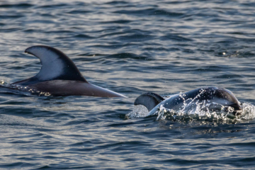 Dolphins