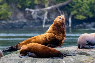 Sea Lions