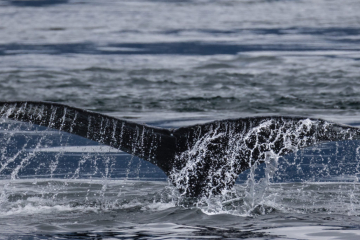 Humpback Whale