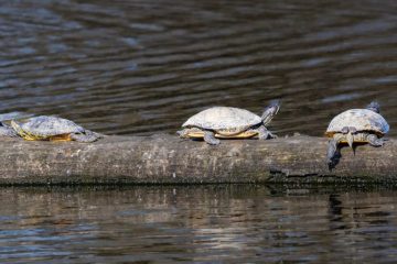 Western Painted Turtle