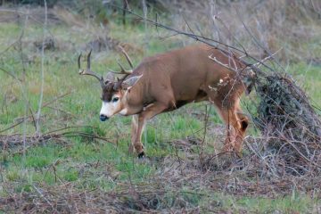 Black-Tailed Deer - Male