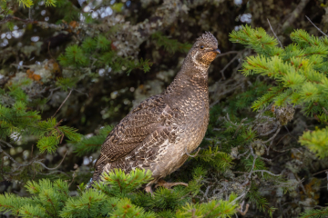 Ruffed grouse