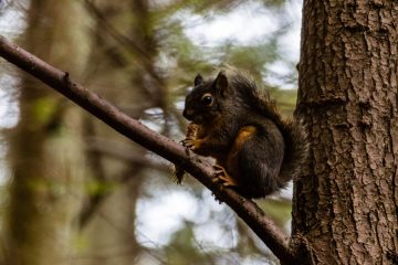 squirrel eating a pine cone