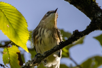 Yellow-rumped Warbler