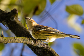 Yellow-rumped Warbler