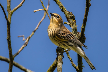 Yellow-rumped Warbler