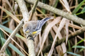 Yellow-rumped Warbler