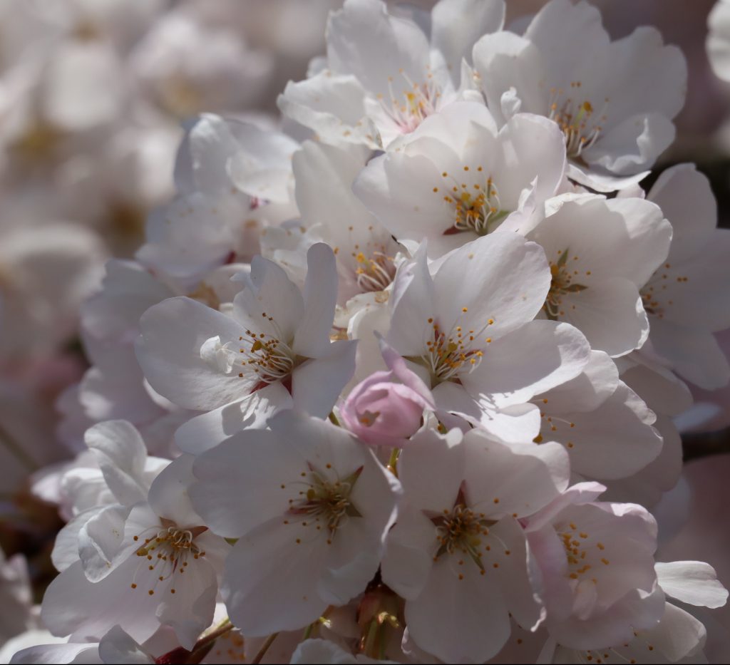 Cherry Blossom 2019 George Photography