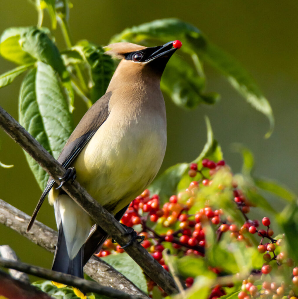 Cedar Waxwing