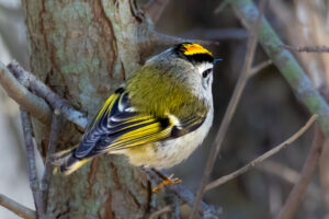 Golden-crowned Kinglet