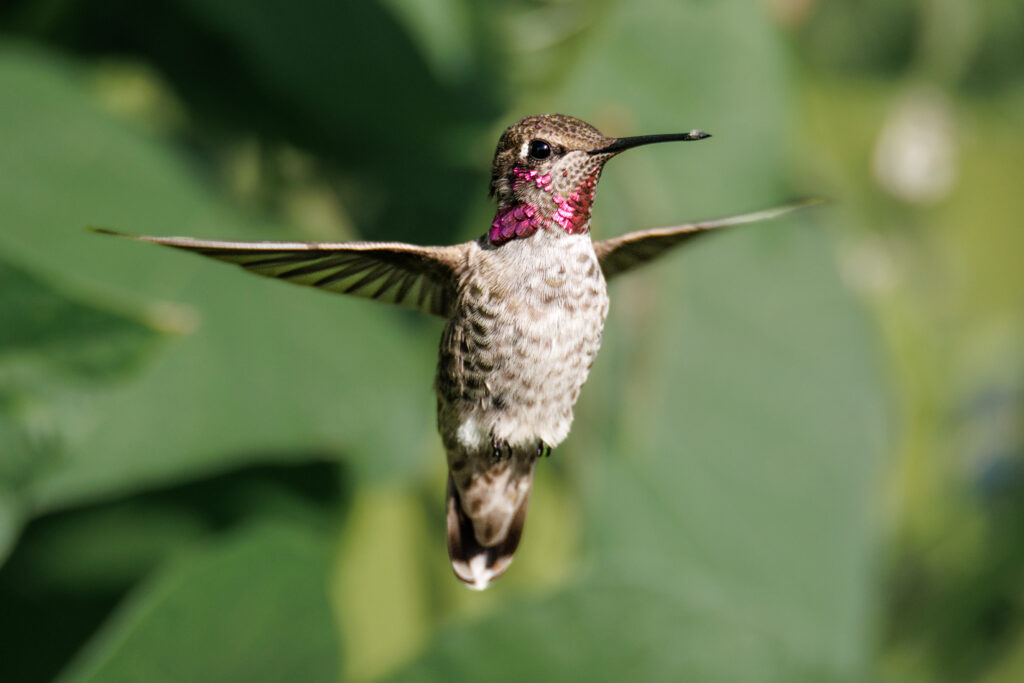 Anna's Hummingbird