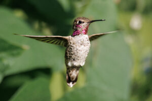 Anna's Hummingbird - #1 most beautiful bird in Vancouver