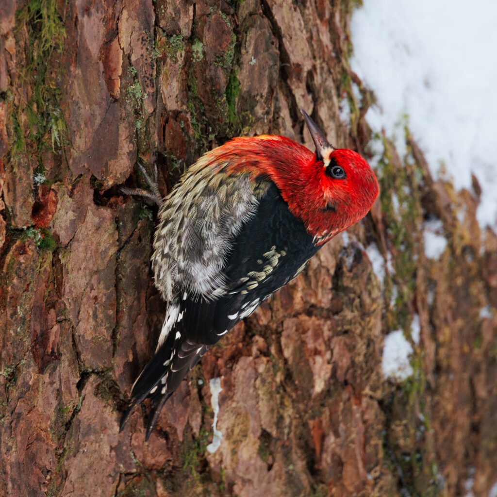 Red-breasted Sapsucker