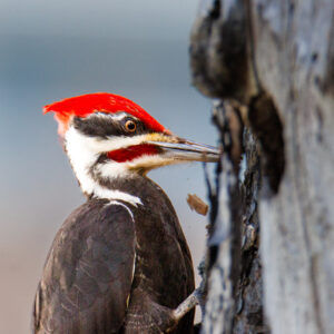 Pileated Woodpecker